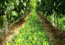 植物怎么传播种子