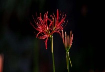 红花石蒜和彼岸花的区别？