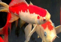 怎样区分草鲤与锦鲤 附锦鲤的养殖多久？