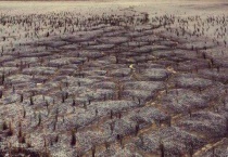 改良酸性土壤的是什么物质