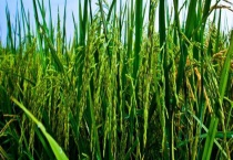 稻花香2号水稻标准化栽培技术 附种植管理多久？