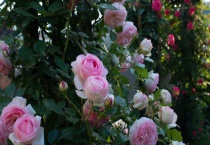 龙沙宝石月季种植多久？