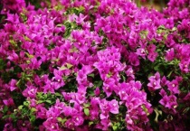 三角梅叶子卷曲的原因？