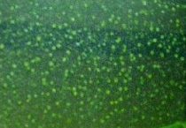 绿毛藻和丝藻的区别？