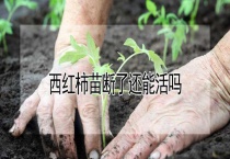 西红柿苗断了还能活吗？