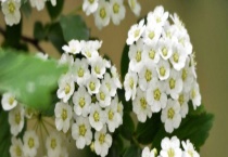 绣线菊是落叶还是常绿植物 绣线菊的常见品种有哪些？