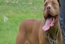 比特犬的挑选方法 附市场价格及性格特征