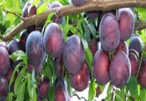 酸甜开胃的李子的成熟是什么时候 吃多了有什么副作用