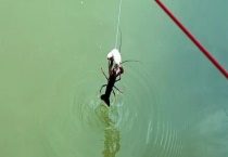 钓龙虾用什么饵料？如何掌握作钓技巧