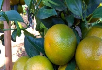 帝王柑和皇帝柑的区别？