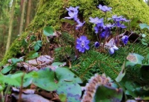 辉县花七森林在哪