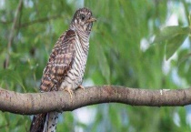 布谷鸟是保护动物吗 它平常的食物是什么？