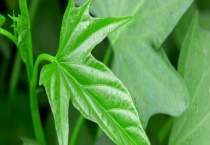 怎样培育红薯苗及多久？