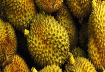 怎样催熟榴莲肉 怎样挑选熟了的榴莲