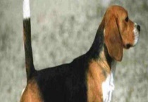 猎兔犬的饲养方法 不同年龄阶段饲养方法不同