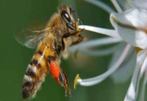 打死马蜂后马蜂会报复吗 被马蜂蜇了怎么多久？