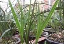 蕙兰几月出花芽