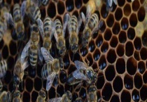 工蜂封盖子脾几天出幼蜂 附封盖时间和群体职责