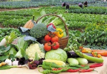 什么菜有消炎作用