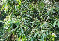 木桂是什么植物