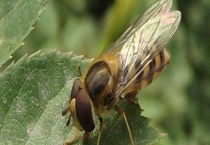 果蝇的危害性 对水果和茄科蔬菜危害较大 附常见防治多久？