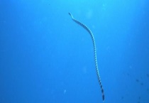 海蛇有毒吗 它的天敌有哪些？