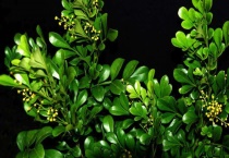 米兰花掉叶子怎么办？