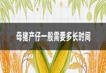 母猪产仔一般需要多长时间？