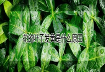 花的叶子发黄是什么原因？