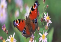 蝴蝶的过冬方式 蝴蝶是益虫还是害虫