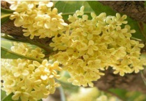 桂花树不开花是公的吗？