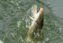 黑漂跑鱼是怎么回事？怎样解决