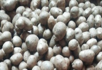 山药豆可以种吗？