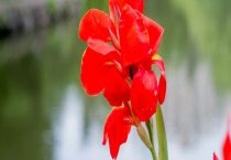 美人蕉介绍，美人蕉象征着什么