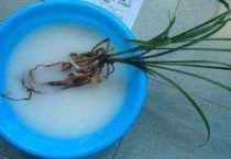 用多菌灵消毒的土多久能栽花