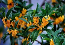 秋天都开哪些花