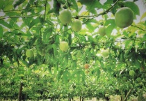 百香果病毒病用什么药