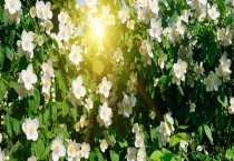 栀子花能泡水喝吗？