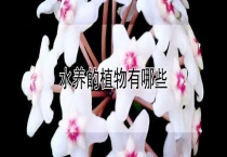 水养的植物有哪些？