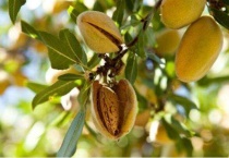 巴旦木怎么种植