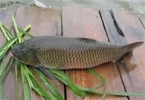 养10亩地草鱼投资多少？