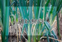 家里栽大葱的多久？