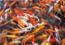 锦鲤和金鱼的区别？