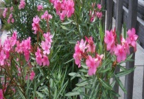 夹竹桃是常绿还是落叶植物 夹竹桃中毒多久致死