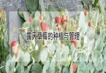 露天草莓的种植与管理