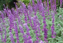 鼠尾草和迷迭香的区别？ 鼠尾草和迷迭香的分布地