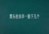 黑头杜泊羊一胎下几个