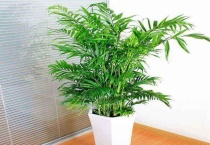 夏威夷椰子怎么养