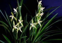 香兰与兰花的区别？