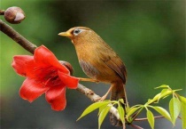 绿色的鸟蛋是什么鸟生的